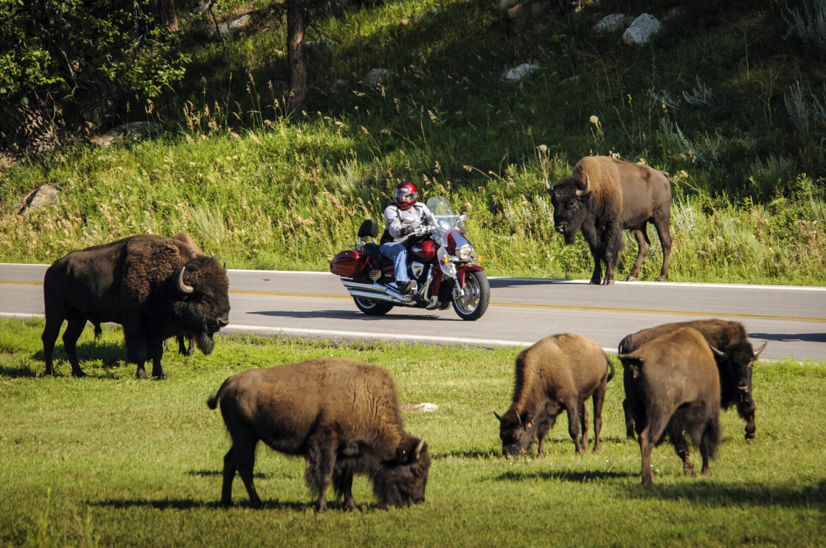 Custer State Park